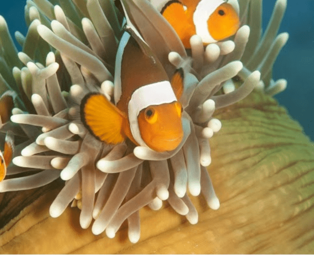 clown fish photo