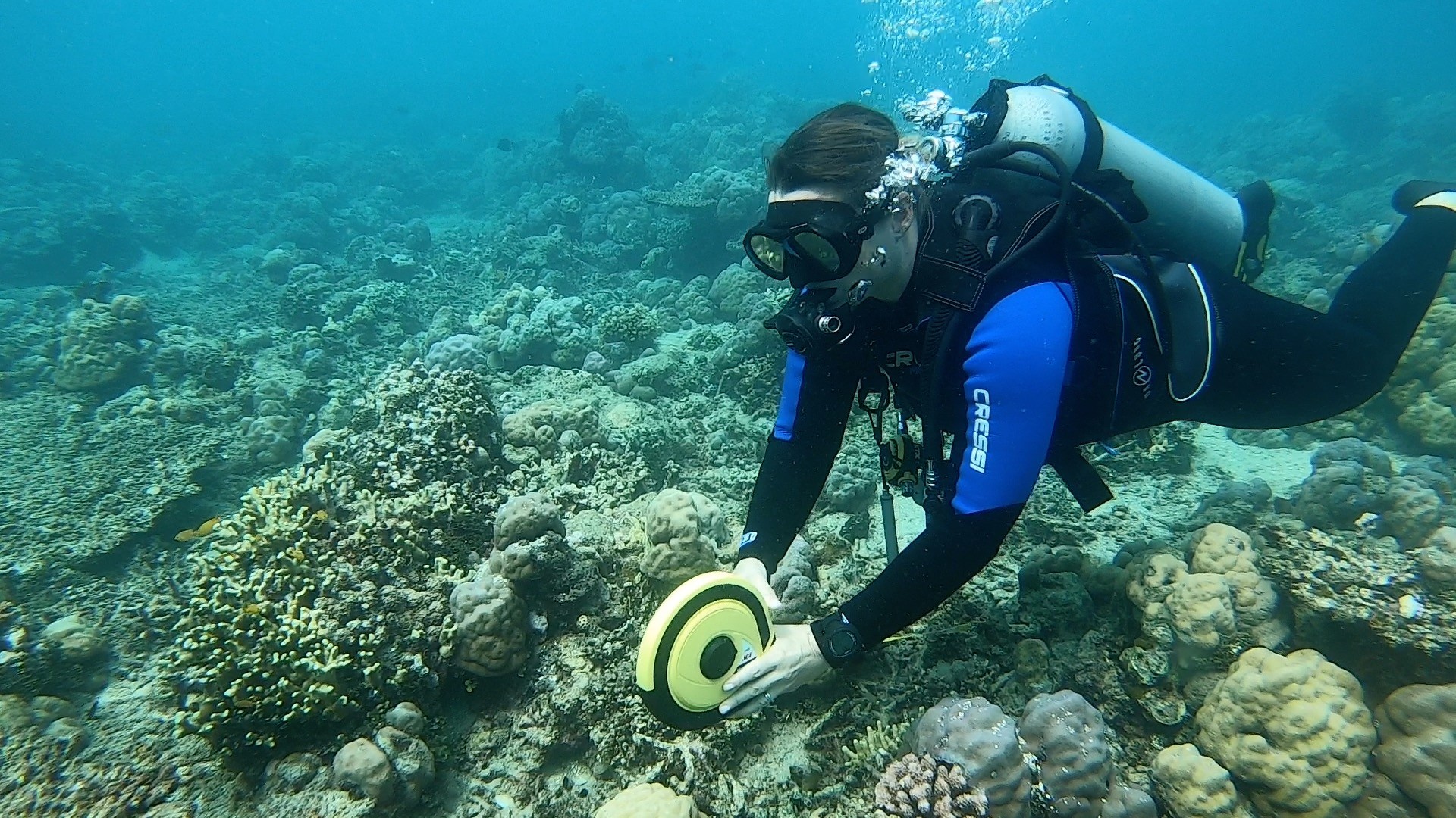 潜水长珊瑚礁检查生态潜水员佩母德兰