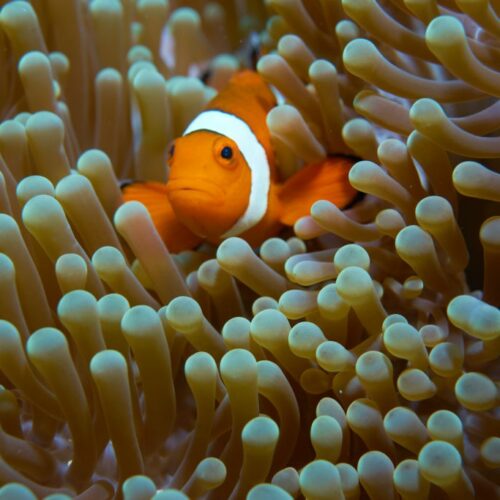 clown fish on corals