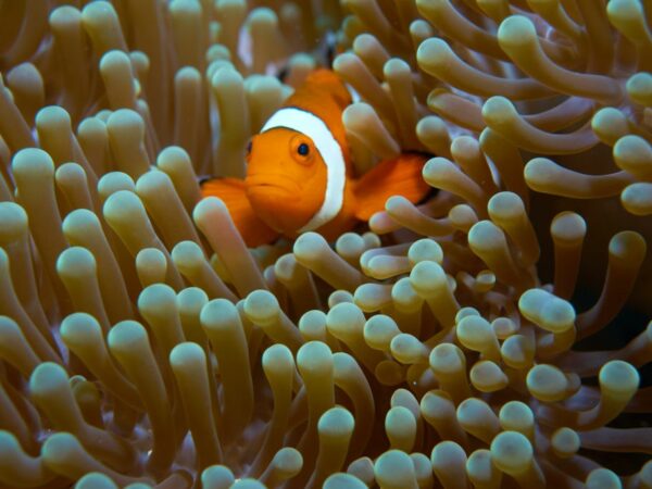 clown fish on corals
