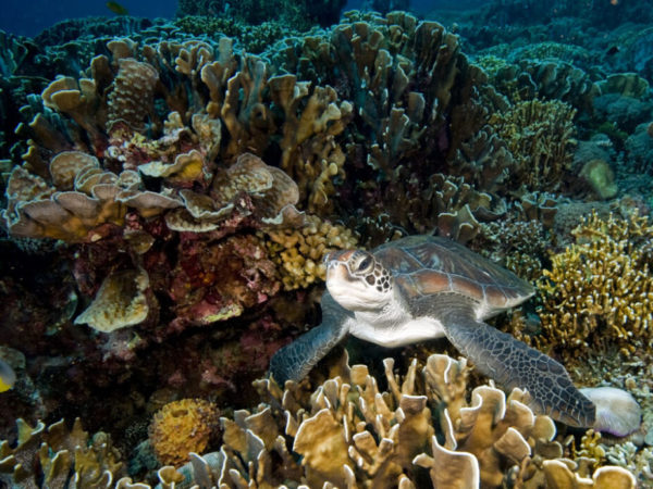 Tortuga de fotografía de vida marina