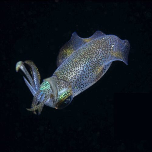 Squid-blackwater copy