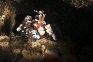 tulamben harlequin shrimp