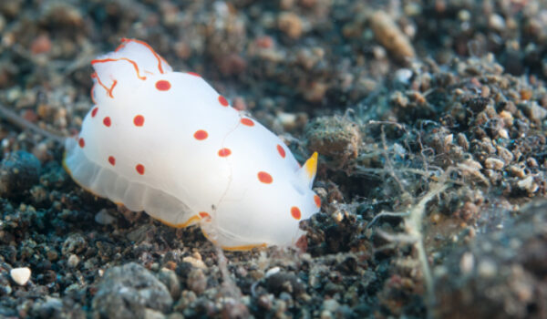 Nudibranquio de fotografía de vida marina