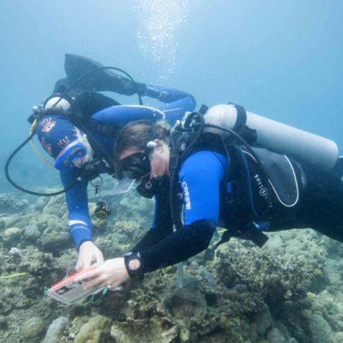 生态潜水员珊瑚礁检查