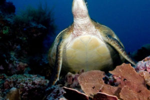 Bild einer Pemuter-Schildkröte