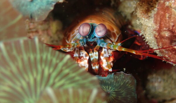 Fotografía de vida marina camarón mantis