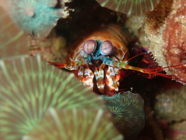 Fotografía de vida marina camarón mantis