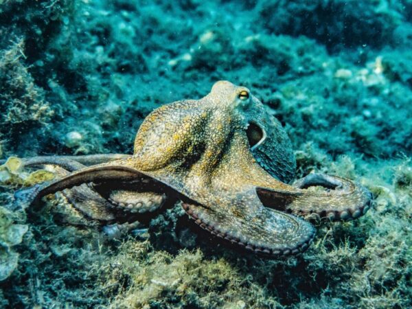 Marine life photography octopus
